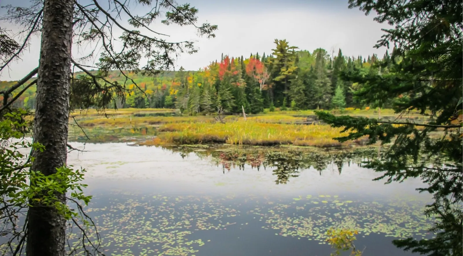 Marshy inlet near the Thousand Islands in autumn, reflecting fall foliage